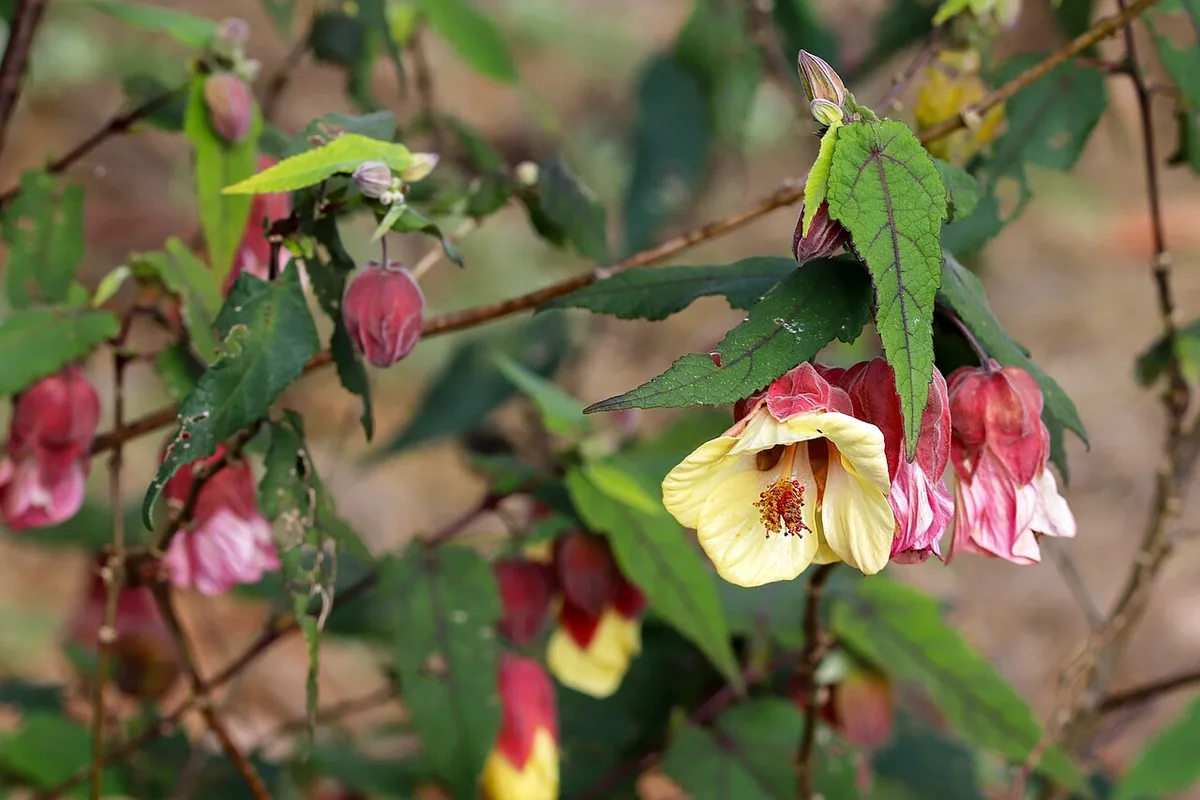 Trailing Abutilon (Abutilon megapotamicum) photographed in a real growing setting
