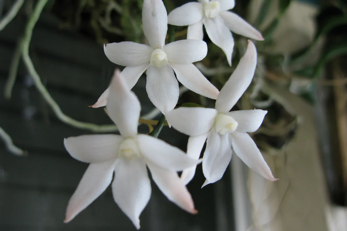 Two Lobed Aerangis (Aerangis biloba) photographed in a real growing setting