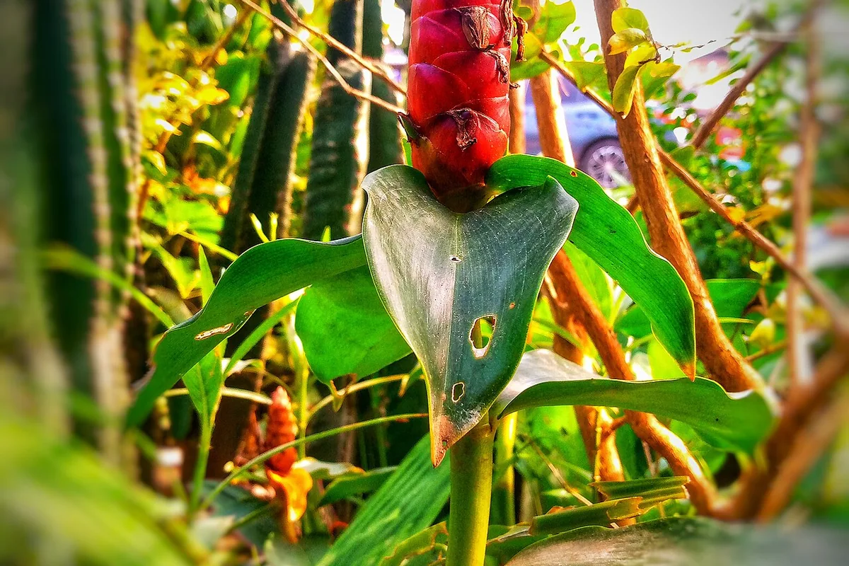 Lipstick Plant (Aeschynanthus radicans) photographed in a real growing setting