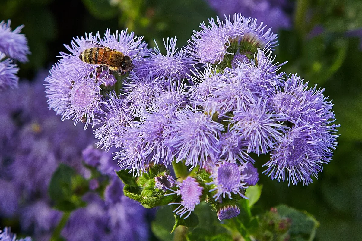 Floss Flower (Ageratum houstonianum) photographed in a real growing setting