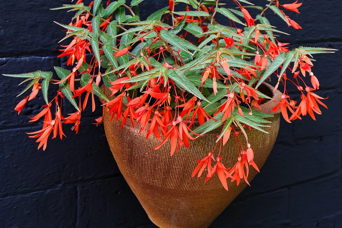 Bolivian Begonia (Begonia boliviensis) photographed in a real growing setting
