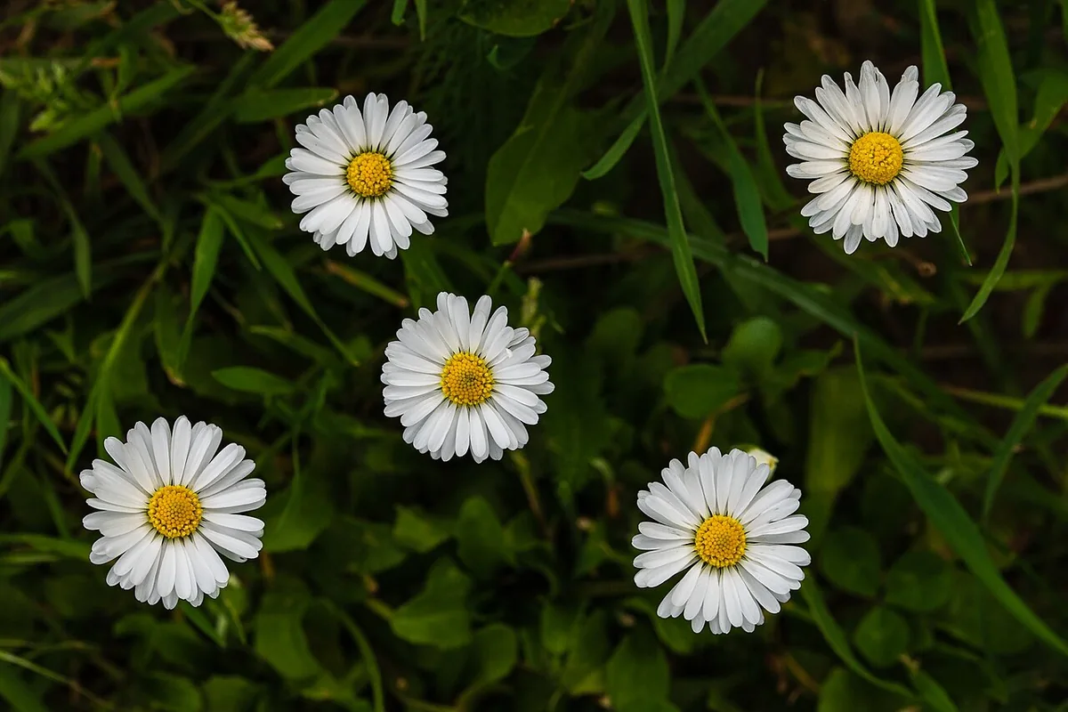 English Daisy (Bellis perennis) photographed in a real growing setting