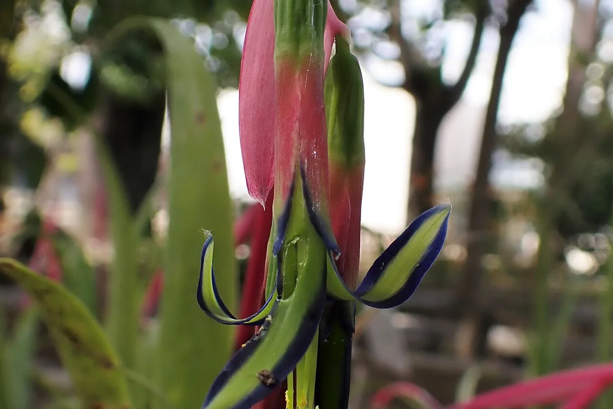 Queen Tears (Billbergia nutans) photographed in a real growing setting