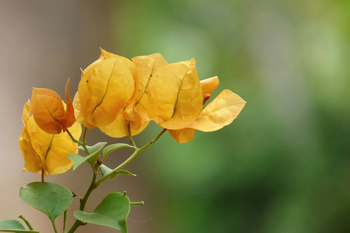 Paperflower (Bougainvillea glabra) photographed in a real growing setting