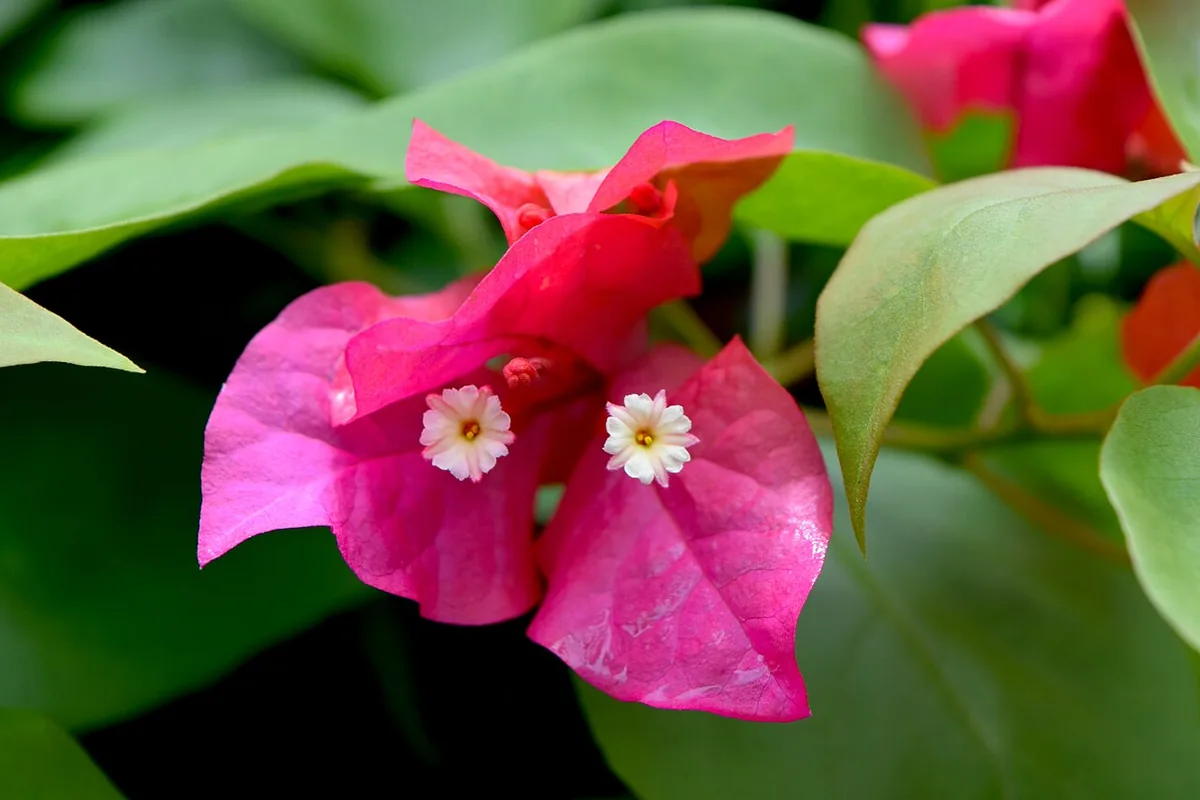 Great Bougainvillea (Bougainvillea spectabilis) photographed in a real growing setting