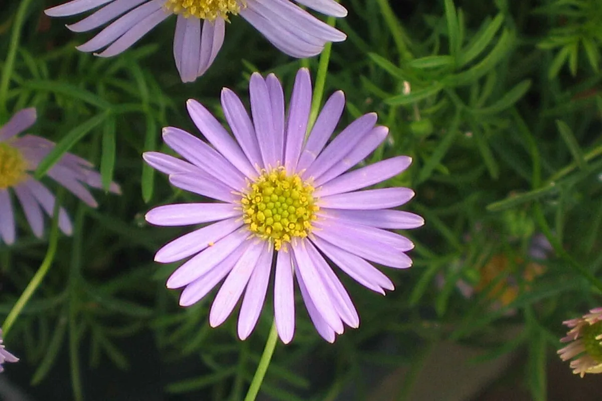 Swan River Daisy (Brachyscome iberidifolia) photographed in a real growing setting