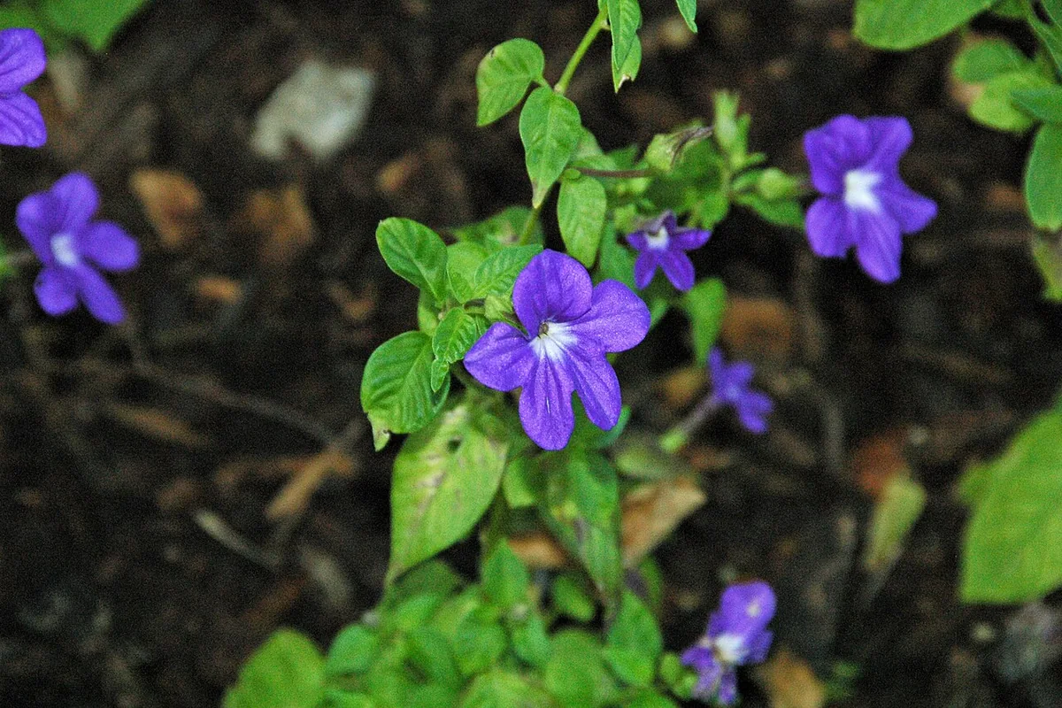 Bush Violet (Browallia speciosa) photographed in a real growing setting