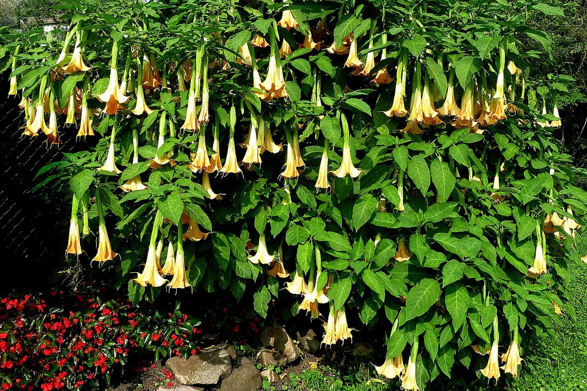 White Angel Trumpet (Brugmansia suaveolens) photographed in a real growing setting