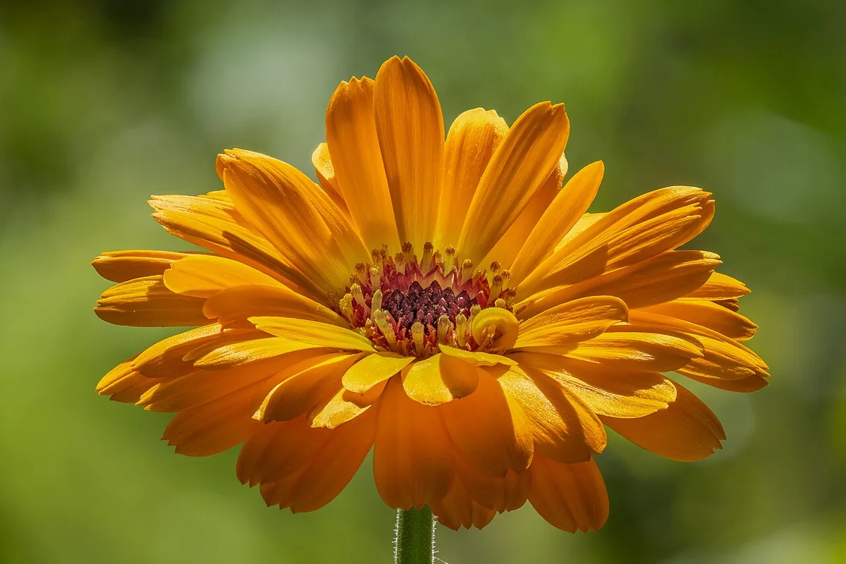 Pot Marigold (Calendula officinalis) photographed in a real growing setting