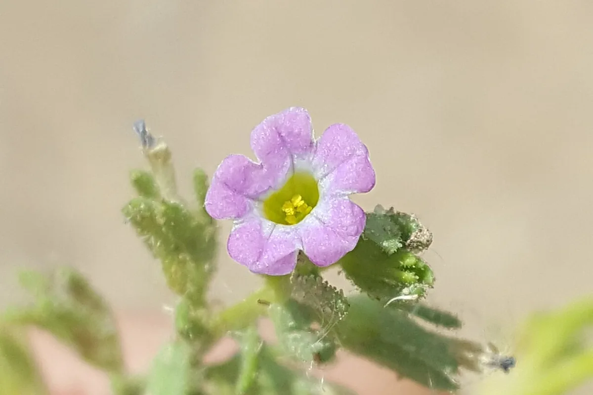 Seaside Petunia (Calibrachoa parviflora) photographed in a real growing setting