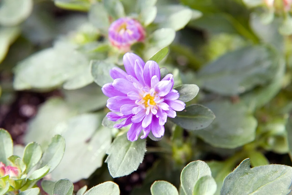 China Aster (Callistephus chinensis) photographed in a real growing setting