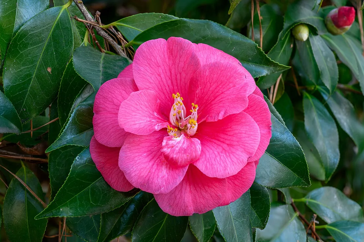 Japanese Camellia (Camellia japonica) photographed in a real growing setting
