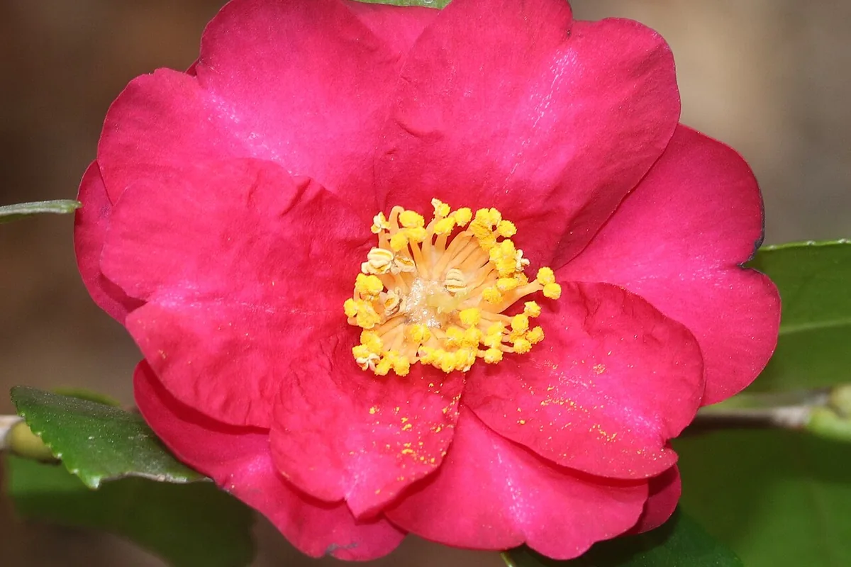 Sasanqua Camellia (Camellia sasanqua) photographed in a real growing setting