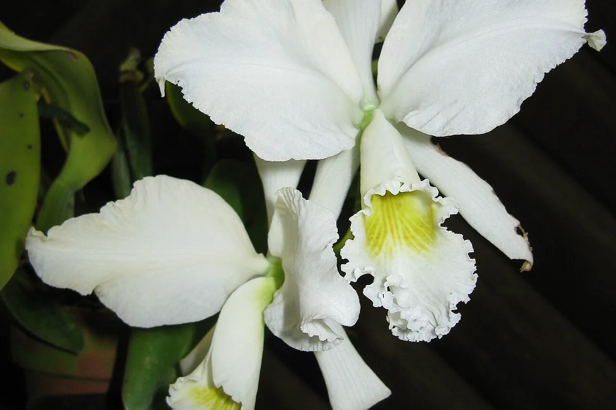 Ruby Lipped Cattleya (Cattleya labiata) photographed in a real growing setting
