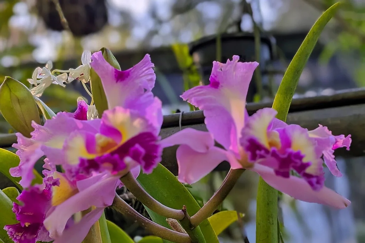Easter Cattleya (Cattleya mossiae) photographed in a real growing setting