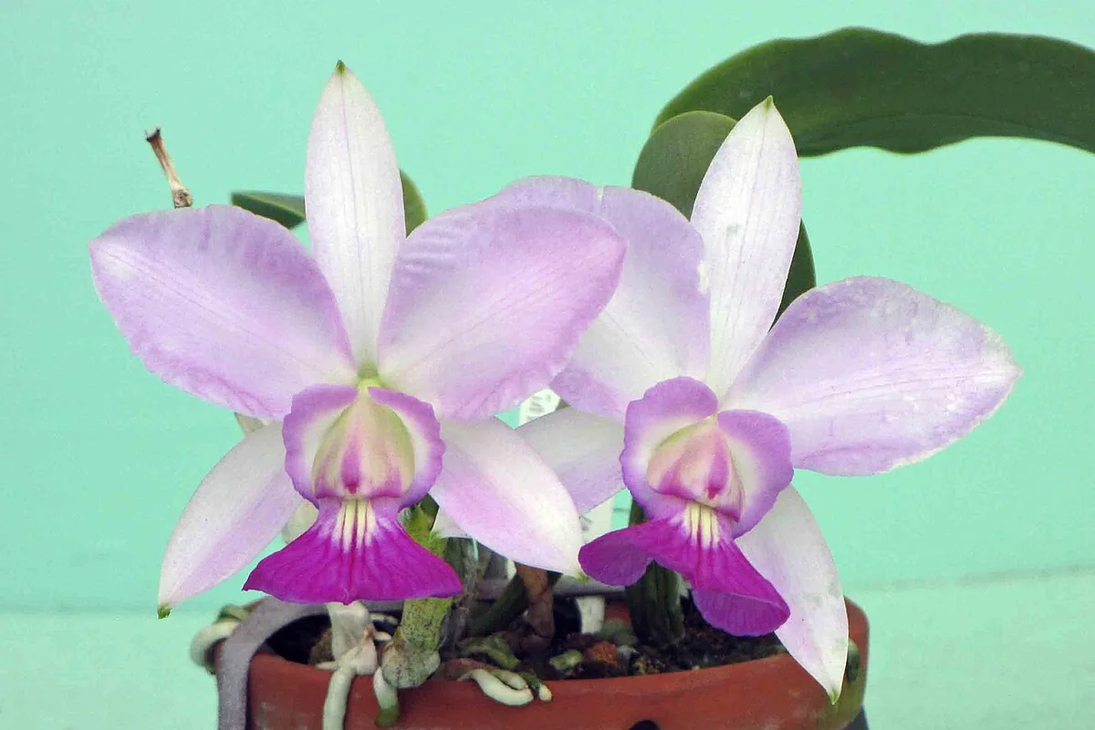 Walker Cattleya (Cattleya walkeriana) photographed in a real growing setting
