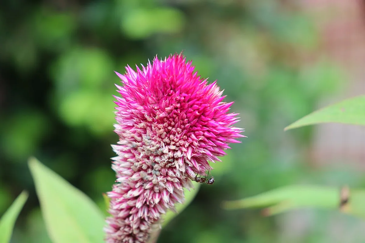 Silver Cockscomb (Celosia argentea) photographed in a real growing setting