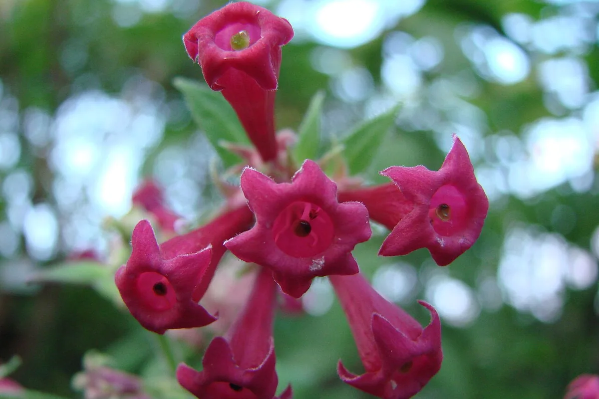 Red Cestrum (Cestrum elegans) photographed in a real growing setting
