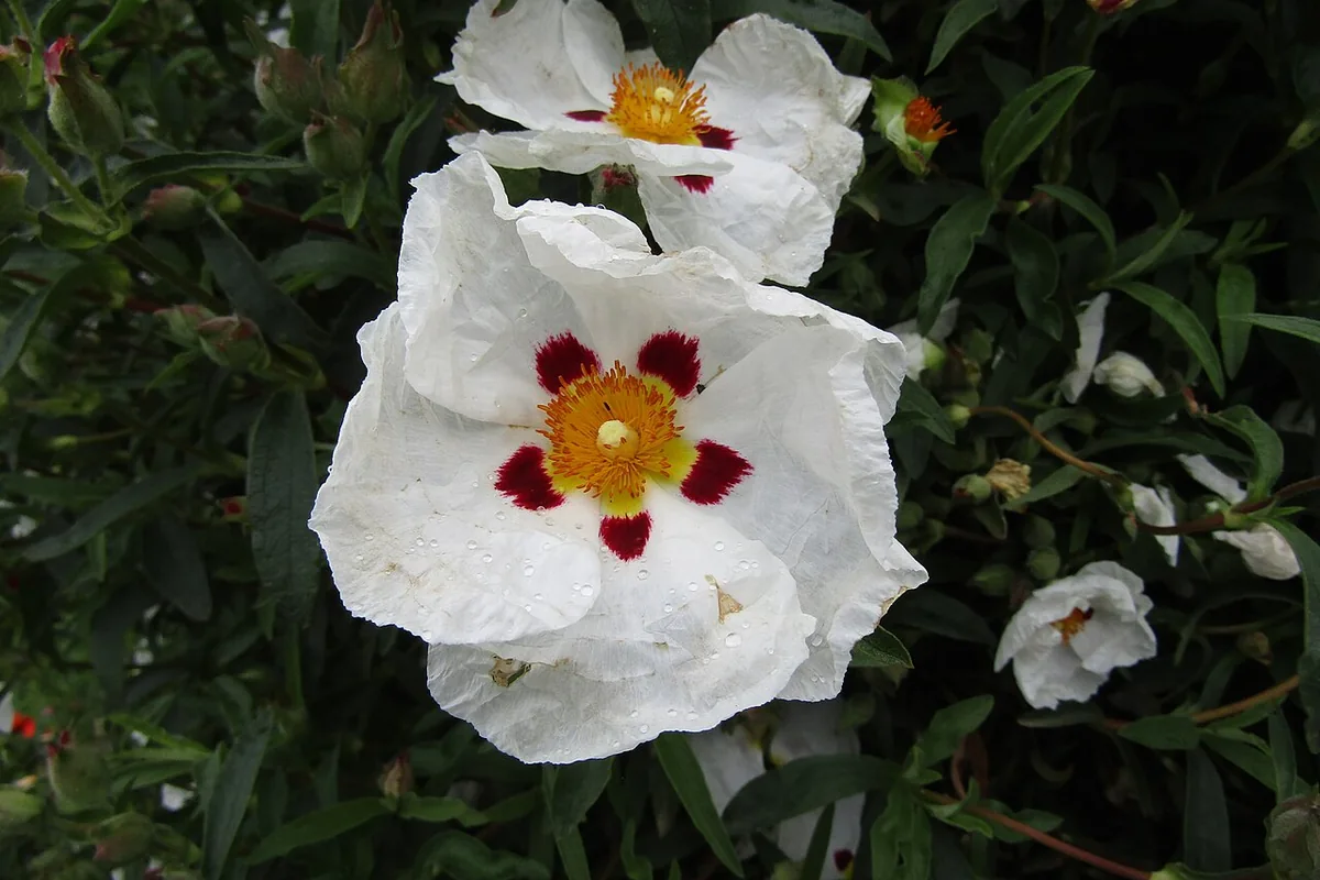 Gum Rockrose (Cistus ladanifer) photographed in a real growing setting