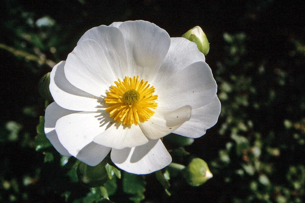 Sageleaf Rockrose (Cistus salviifolius) photographed in a real growing setting