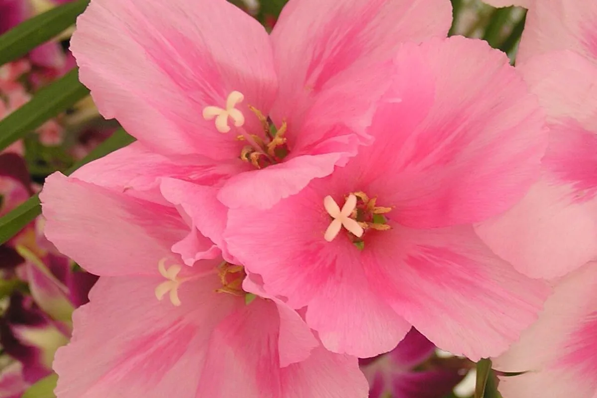 Farewell to Spring (Clarkia amoena) photographed in a real growing setting