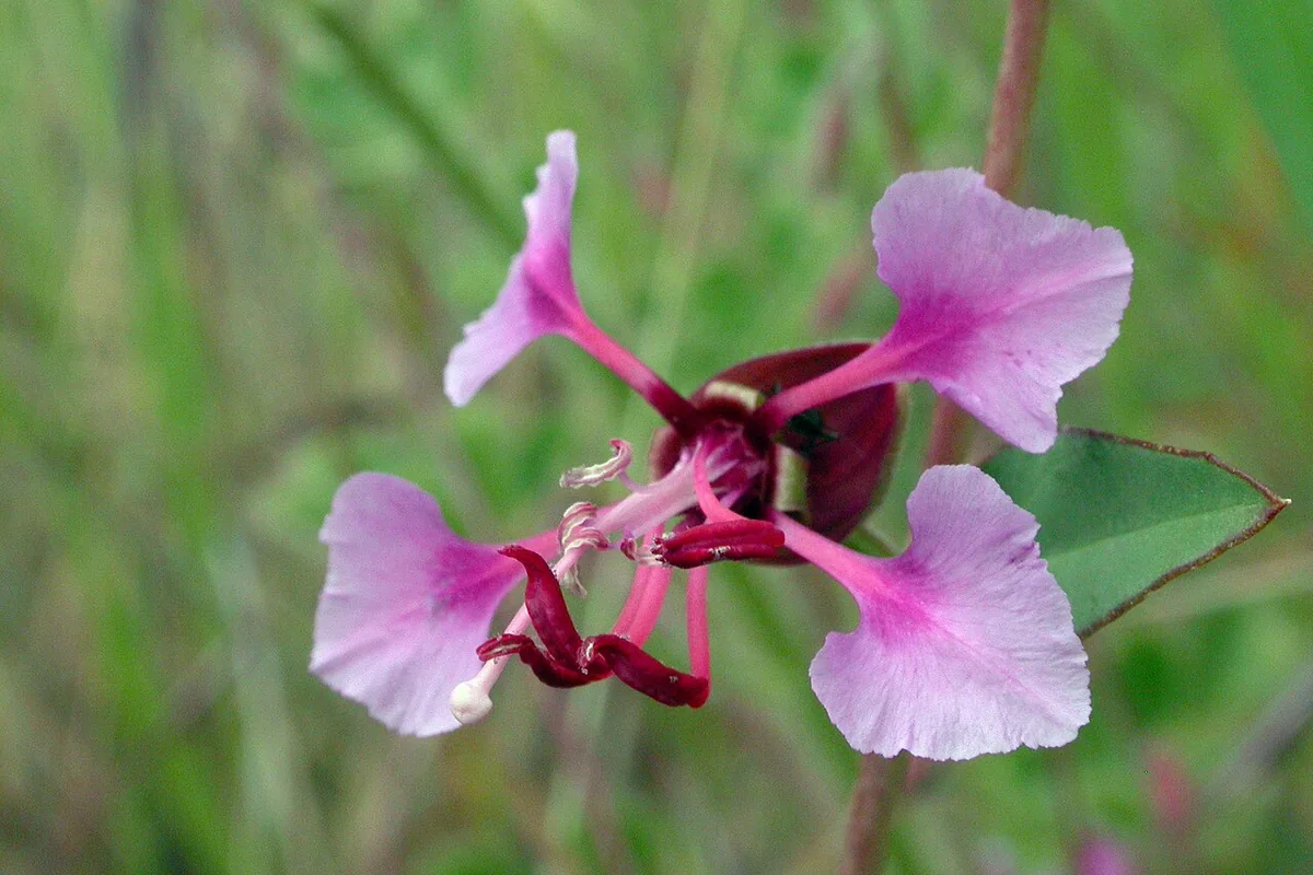 Elegant Clarkia (Clarkia unguiculata) photographed in a real growing setting