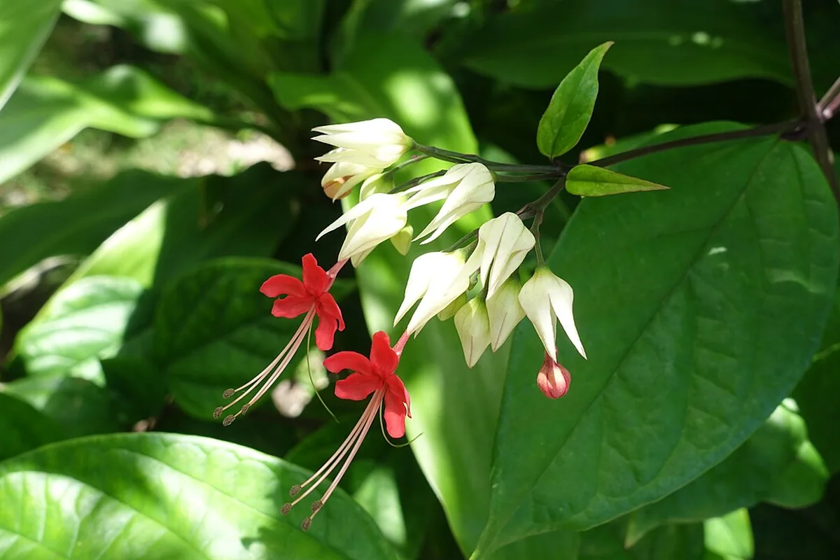 Bleeding Heart Vine (Clerodendrum thomsoniae) photographed in a real growing setting
