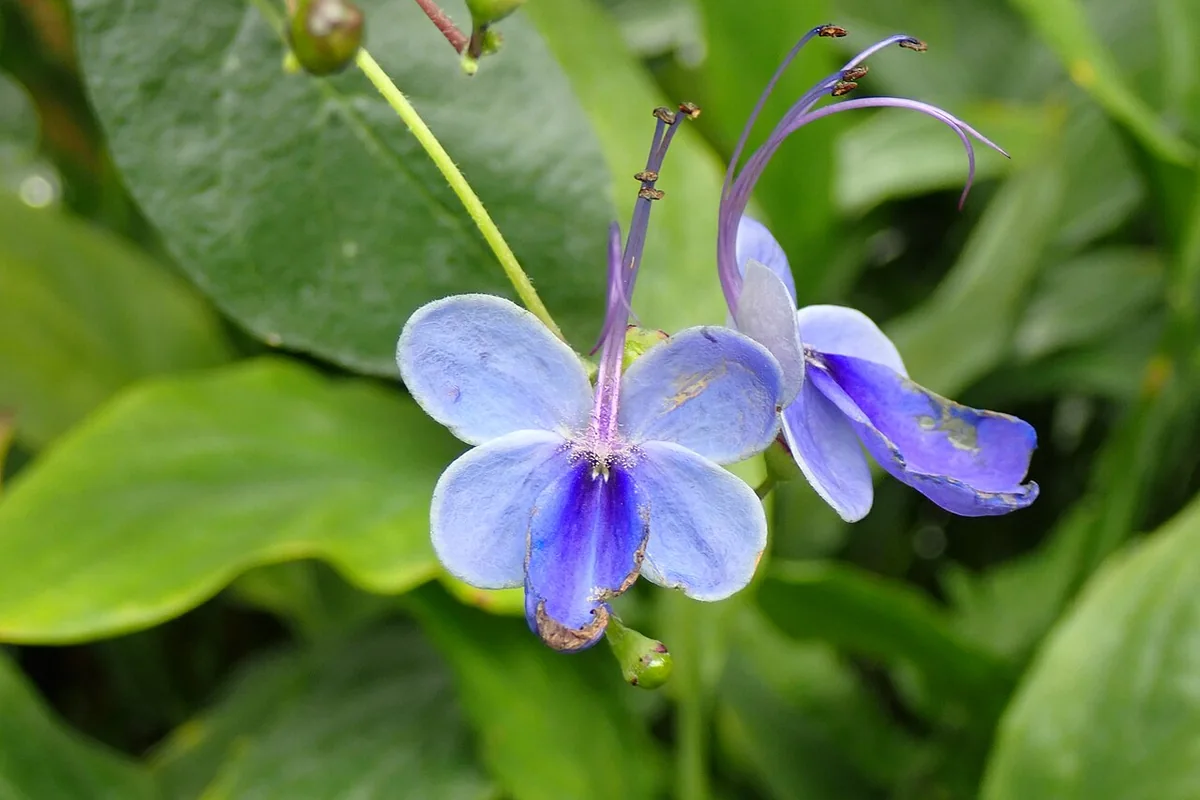 Blue Butterfly Bush (Clerodendrum ugandense) photographed in a real growing setting