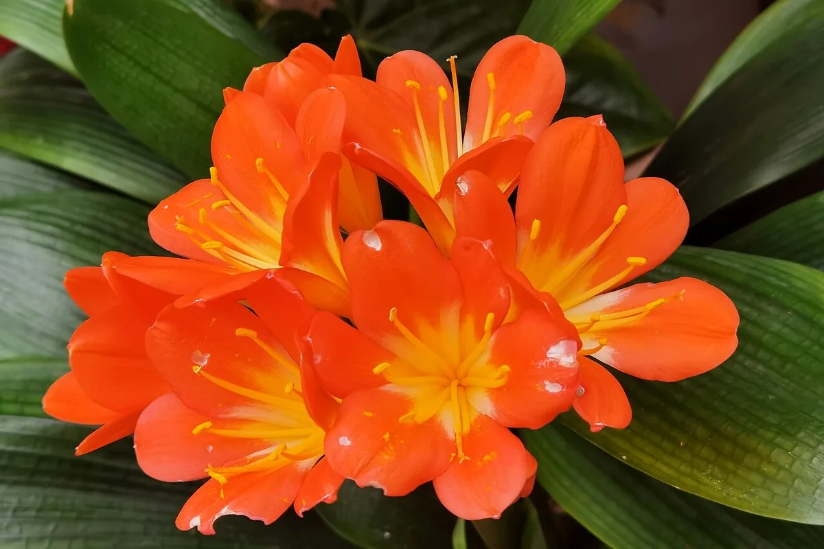 Bush Lily (Clivia miniata) photographed in a real growing setting