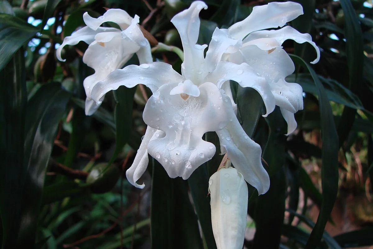 Crested Coelogyne (Coelogyne cristata) photographed in a real growing setting