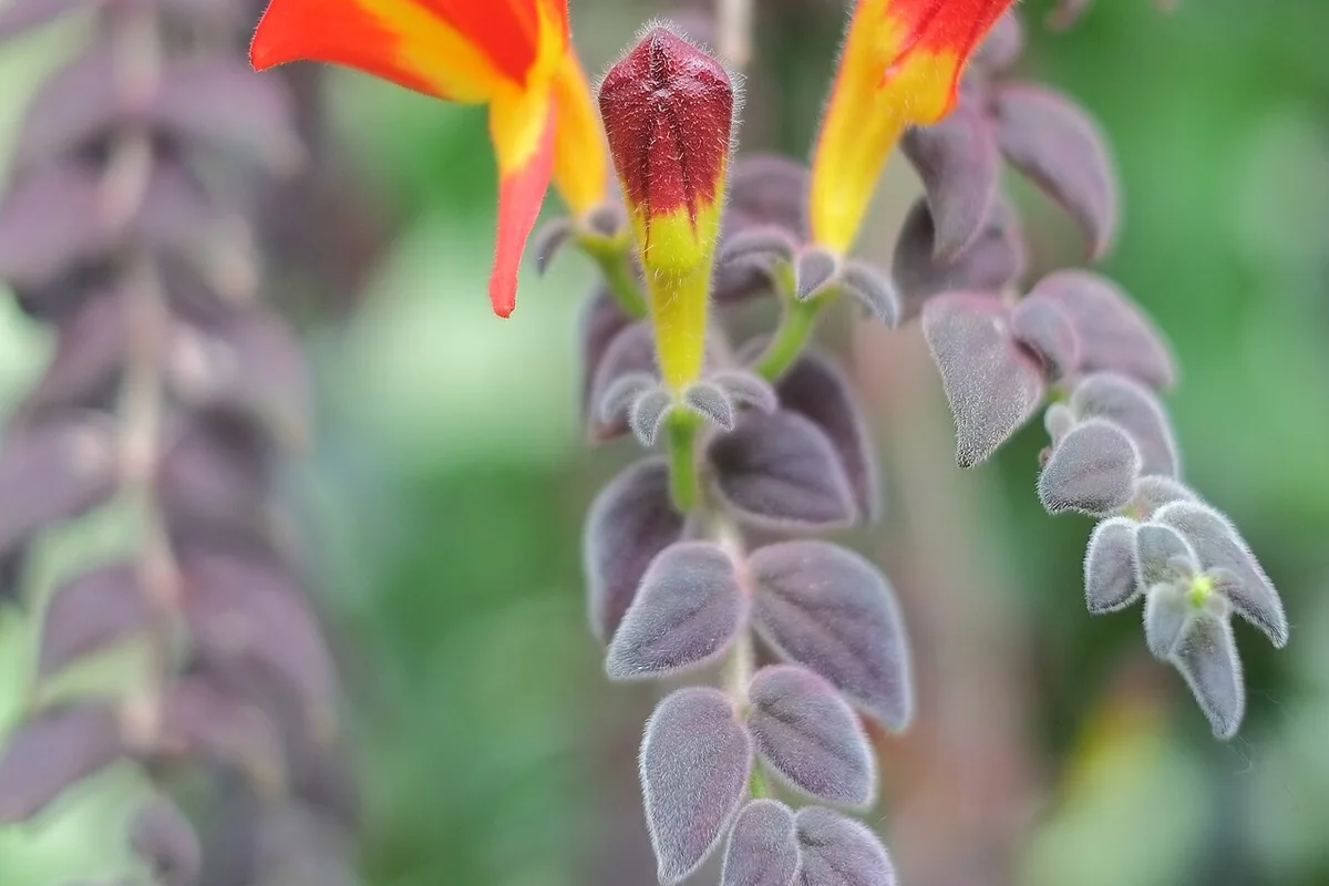 Goldfish Vine (Columnea gloriosa) photographed in a real growing setting