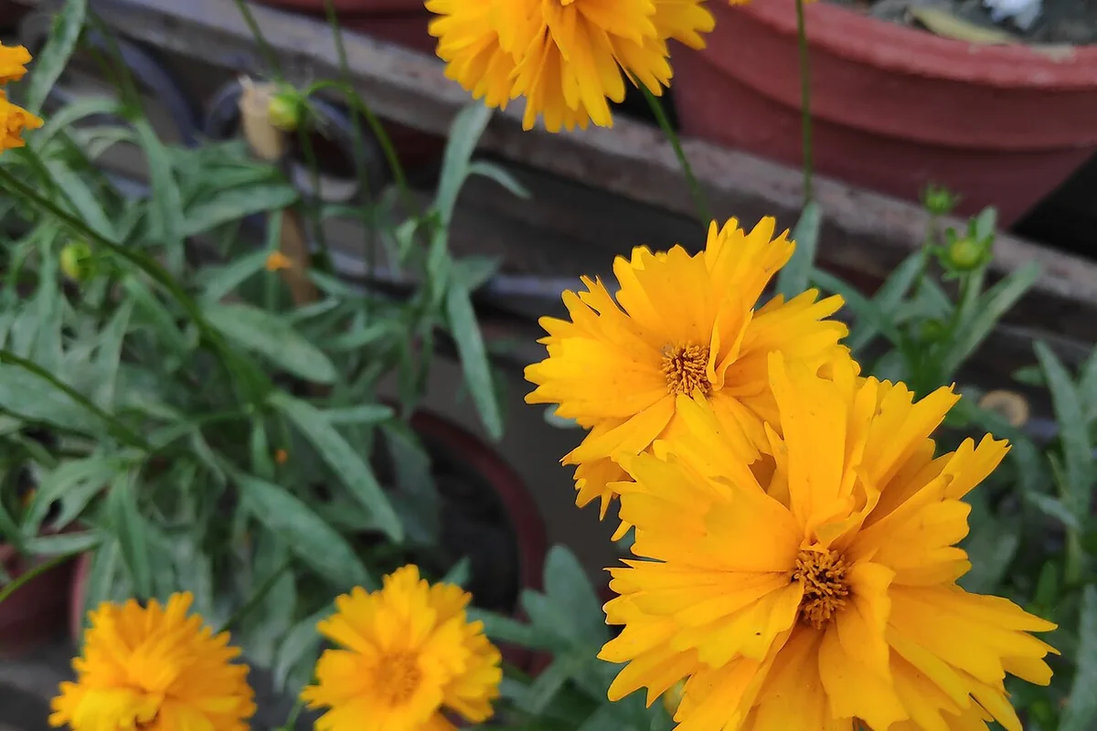 Largeflower Tickseed (Coreopsis grandiflora) photographed in a real growing setting