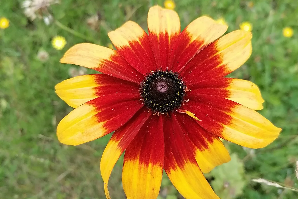Plains Coreopsis (Coreopsis tinctoria) photographed in a real growing setting