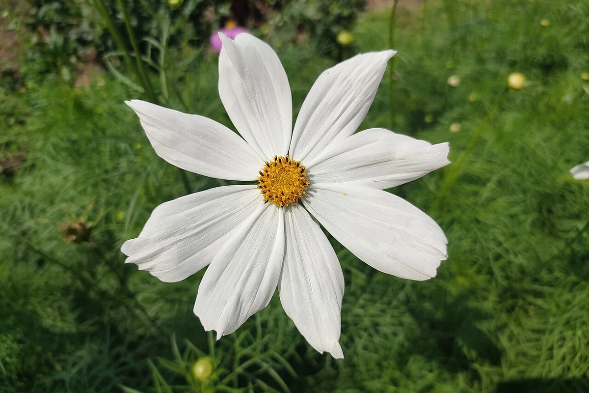 Garden Cosmos (Cosmos bipinnatus) photographed in a real growing setting
