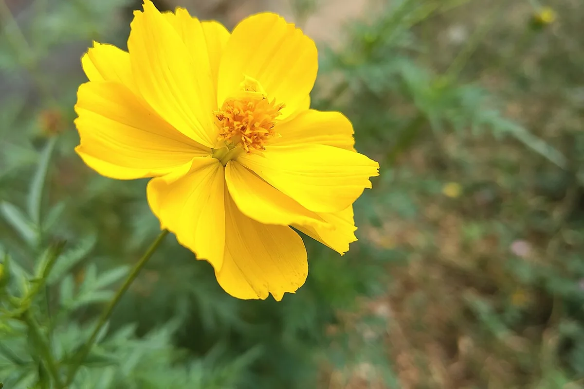 Sulfur Cosmos (Cosmos sulphureus) photographed in a real growing setting