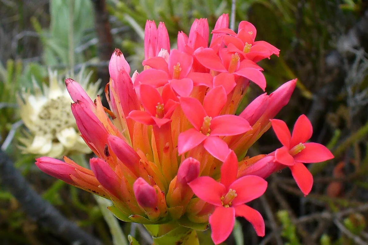 Red Crassula (Crassula coccinea) photographed in a real growing setting