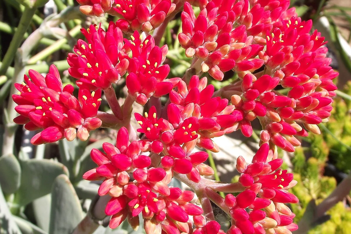 Propeller Plant (Crassula falcata) photographed in a real growing setting