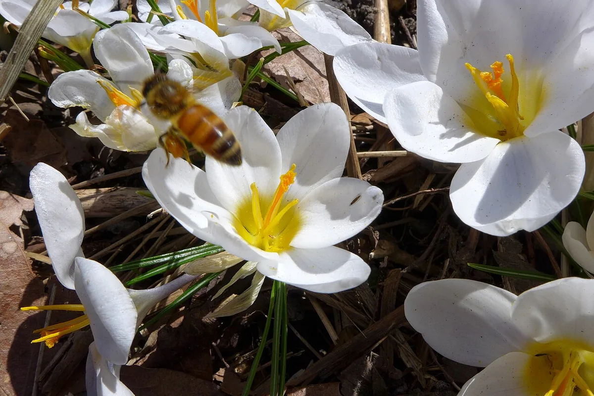 Snow Crocus (Crocus chrysanthus) photographed in a real growing setting