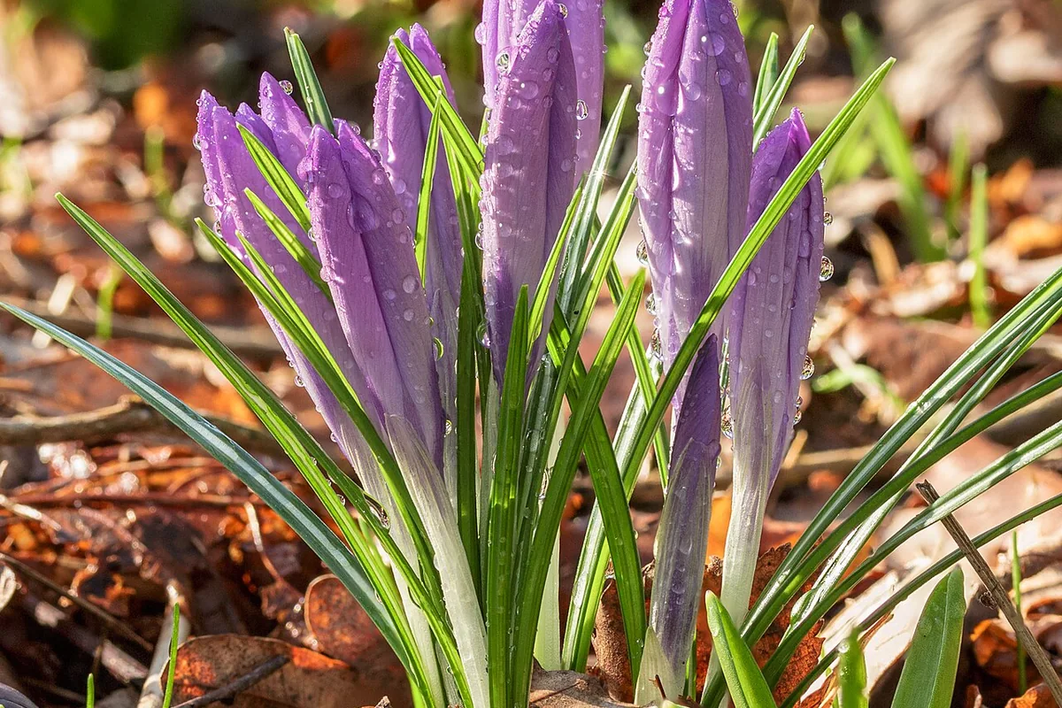 Early Crocus (Crocus tommasinianus) photographed in a real growing setting