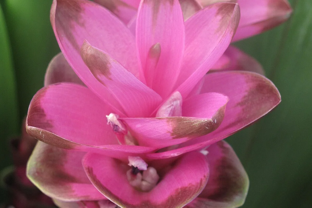 Siam Tulip (Curcuma alismatifolia) photographed in a real growing setting