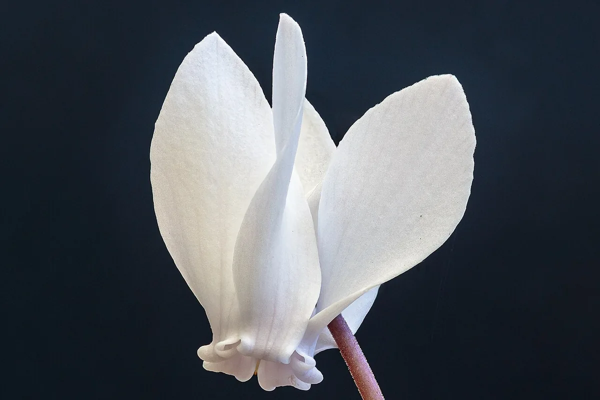 Ivy Leaved Cyclamen (Cyclamen hederifolium) photographed in a real growing setting
