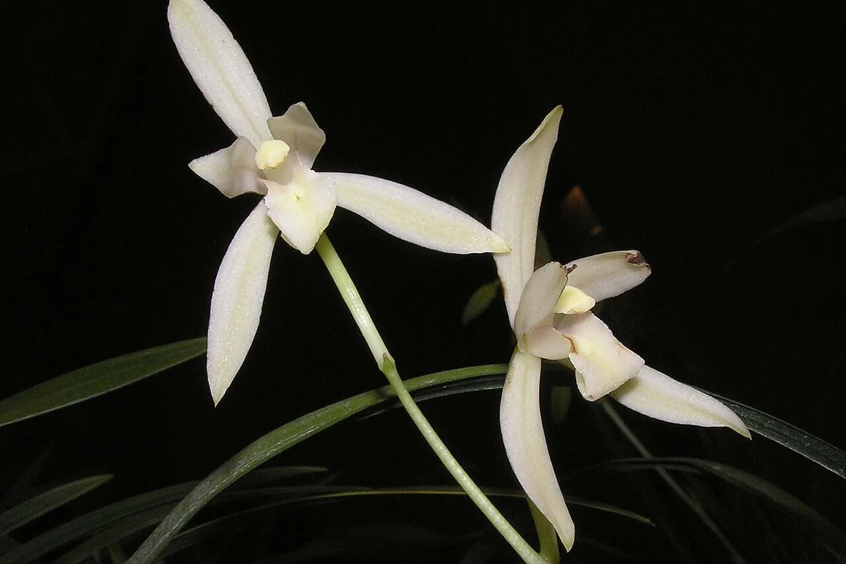 Sword Leaf Cymbidium (Cymbidium ensifolium) photographed in a real growing setting