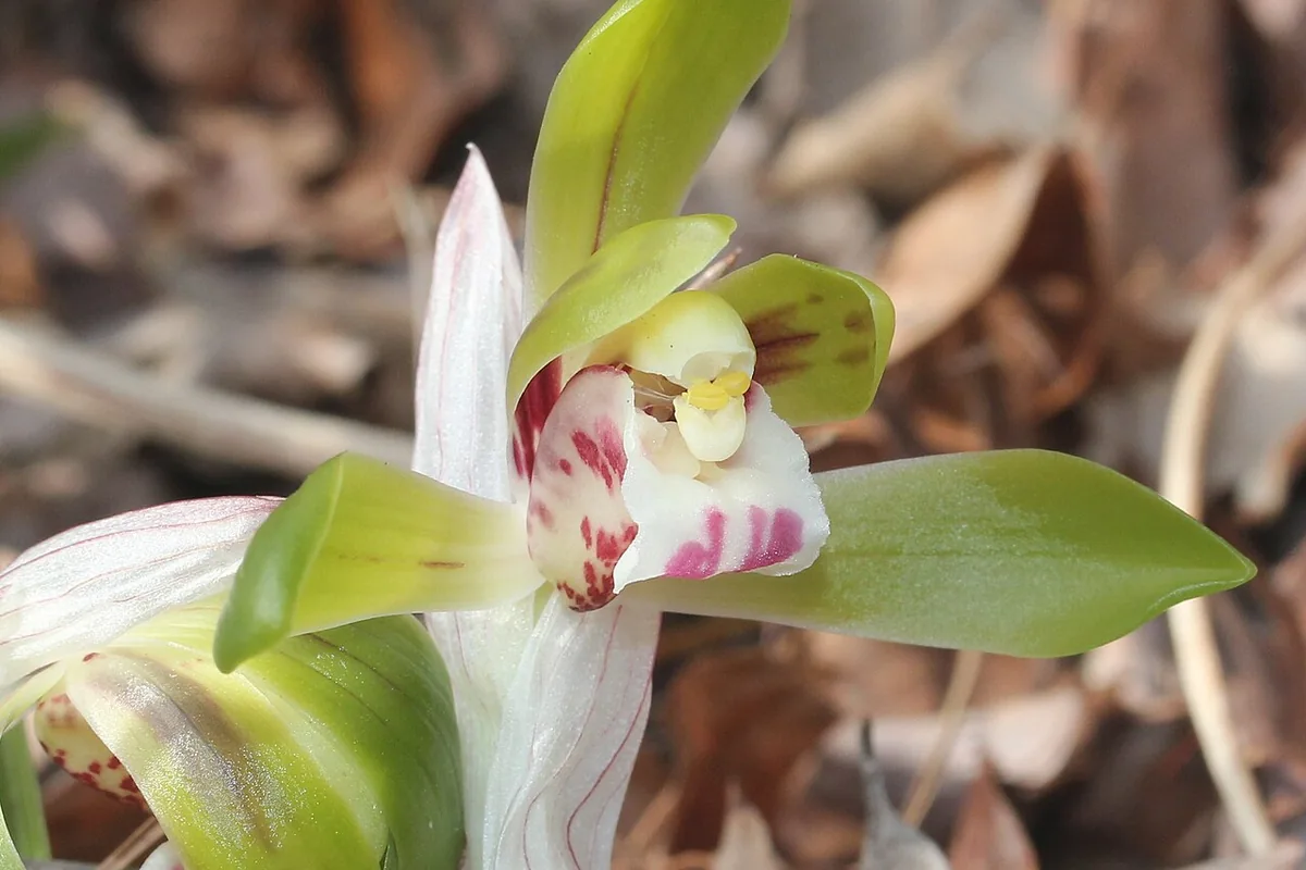 Spring Cymbidium (Cymbidium goeringii) photographed in a real growing setting
