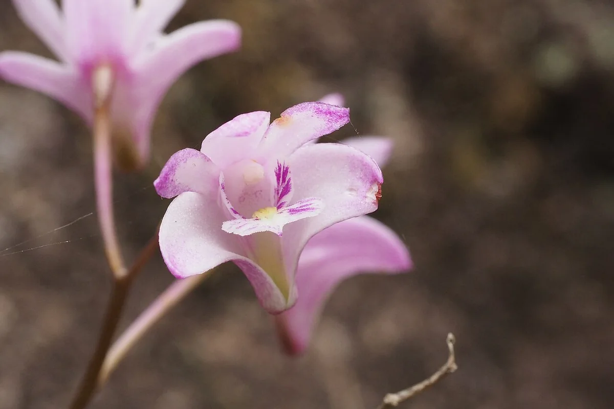 Pink Rock Orchid (Dendrobium kingianum) photographed in a real growing setting