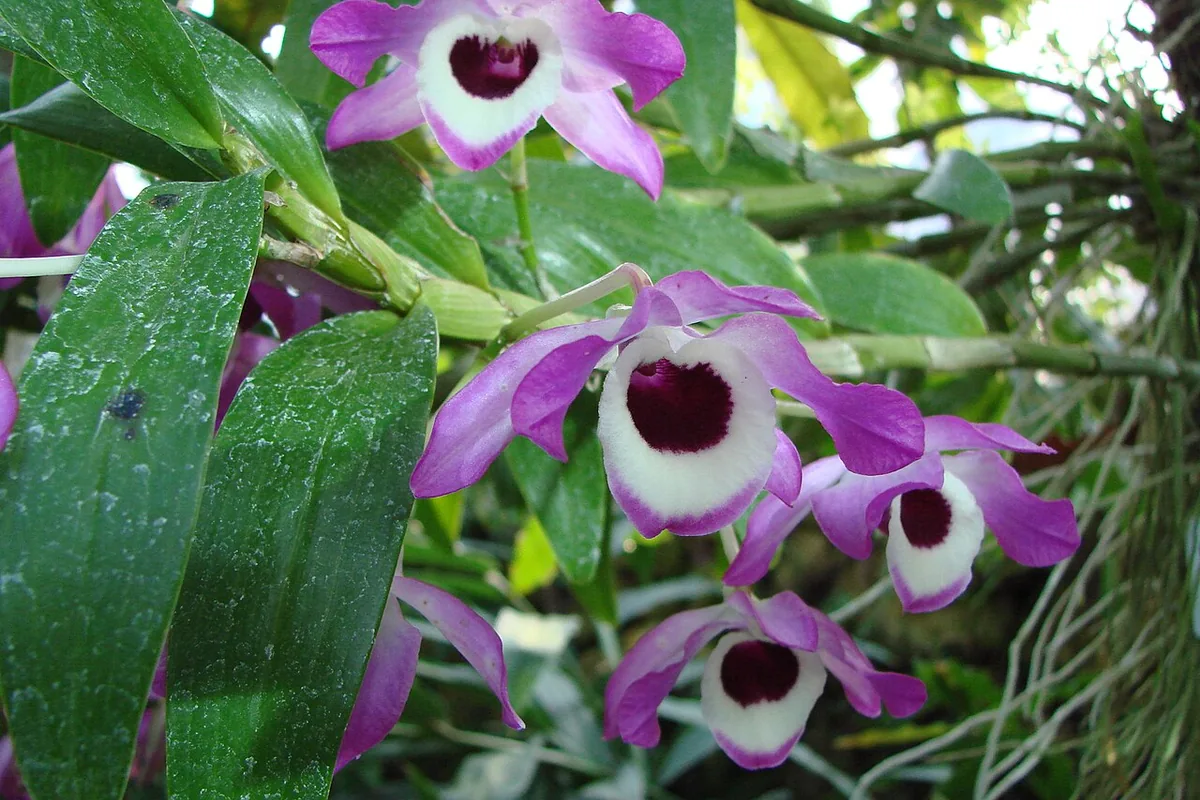 Noble Dendrobium (Dendrobium nobile) photographed in a real growing setting