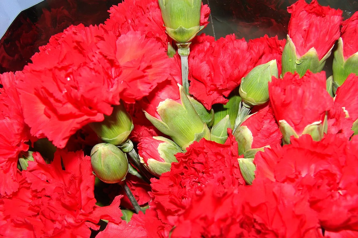 Carnation (Dianthus caryophyllus) photographed in a real growing setting