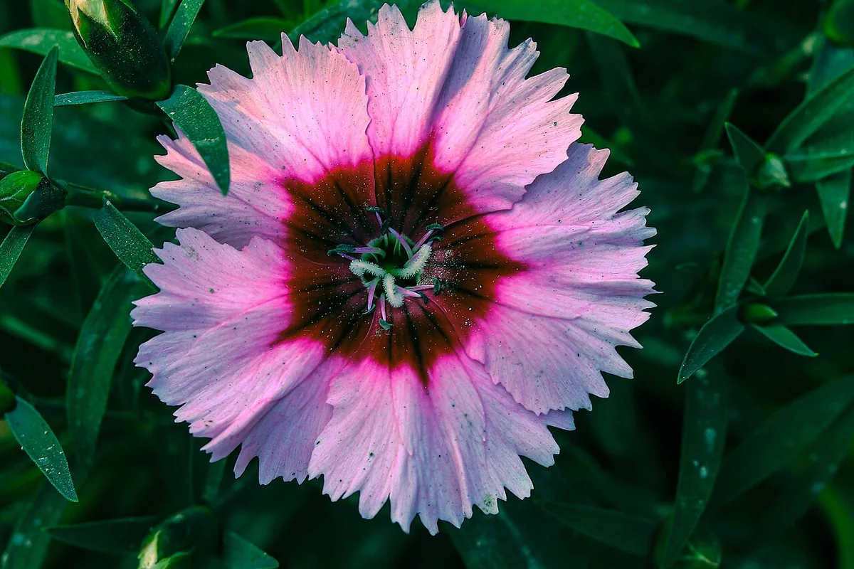 China Pink (Dianthus chinensis) photographed in a real growing setting