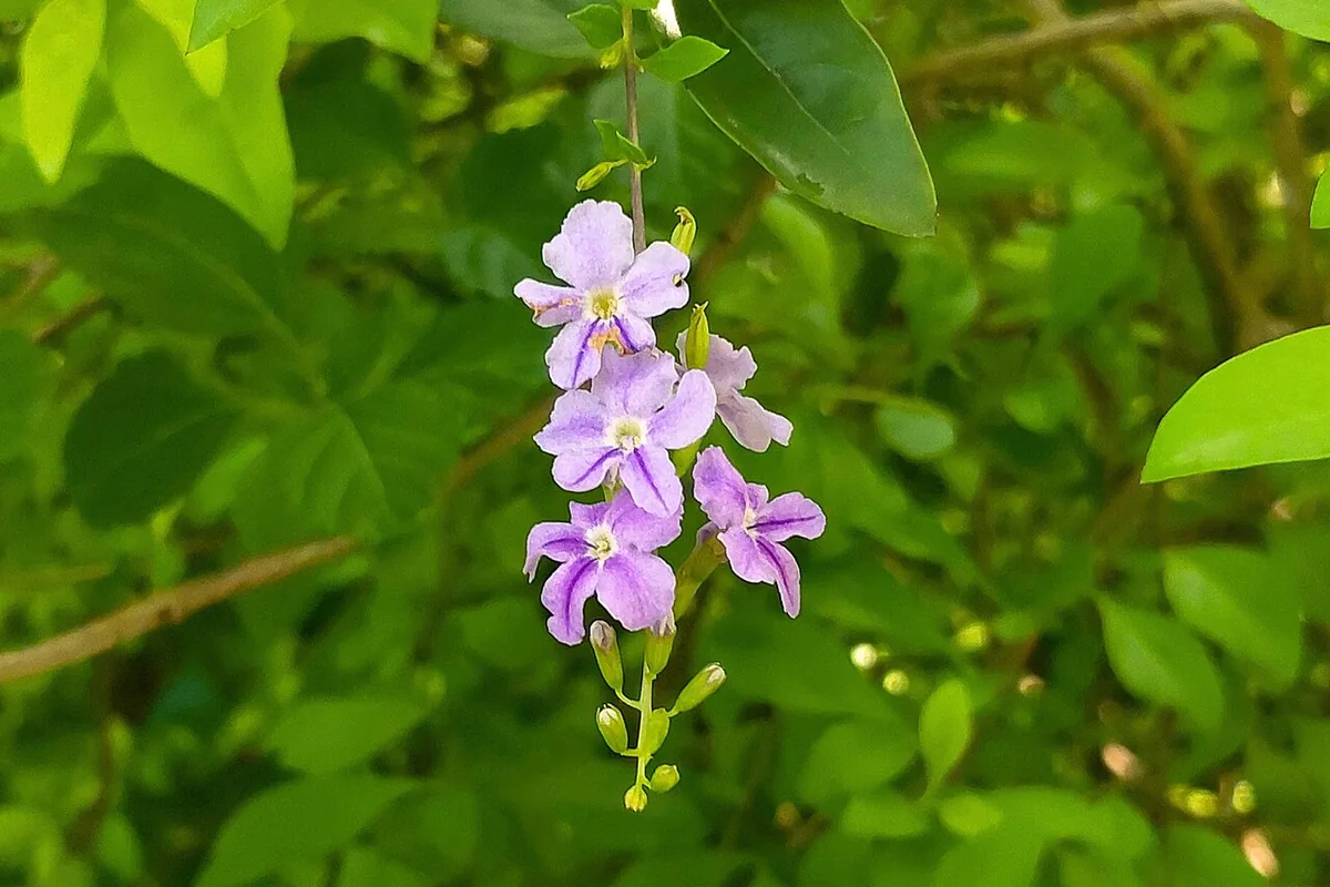Golden Dewdrop (Duranta erecta) photographed in a real growing setting