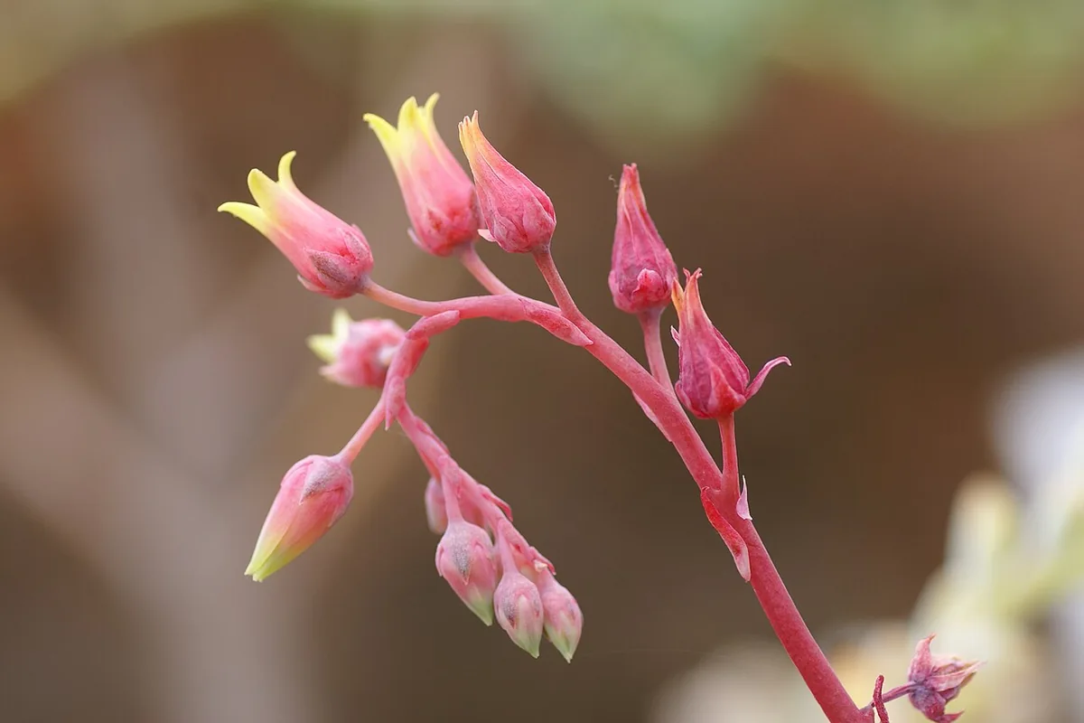 Lipstick Echeveria (Echeveria agavoides) photographed in a real growing setting