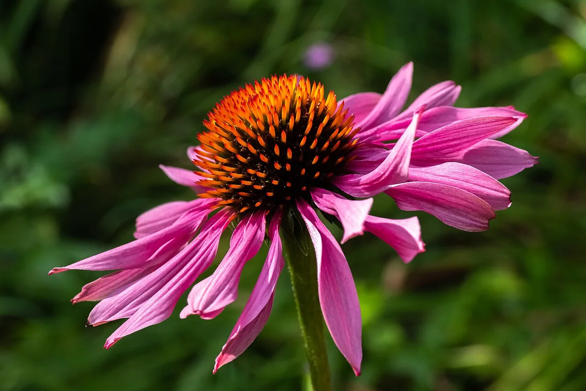 Purple Coneflower (Echinacea purpurea) photographed in a real growing setting